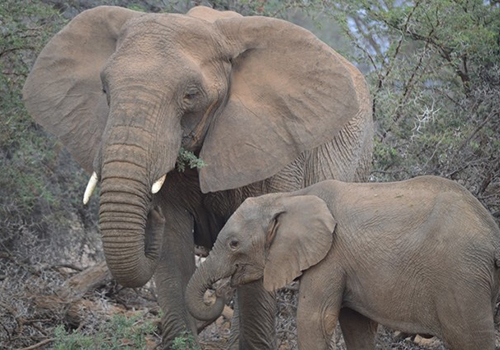 Elephants
